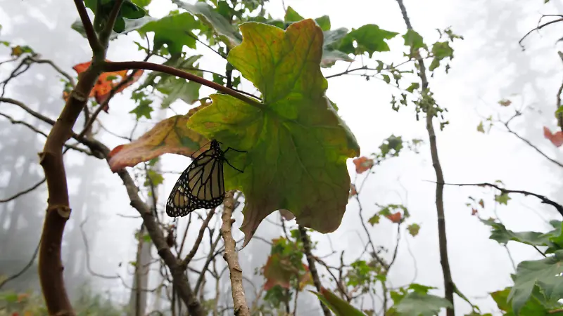 mariposa monarca